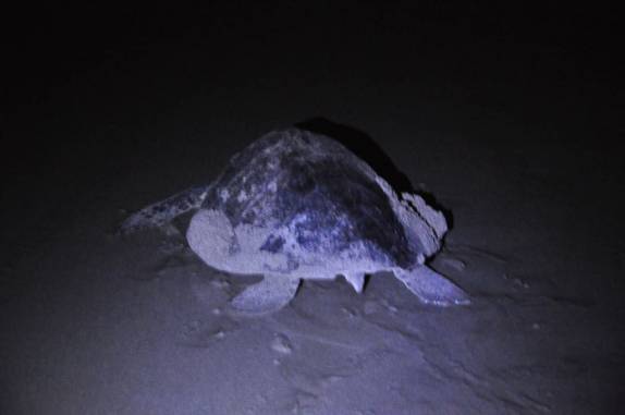 Logo após colocar os ovos, o duro retorno para o mar, na Reserva del Flor, em San Juan del Sur, na Nicarágua
